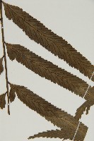 登錄號:P010024藏品圖，第4張