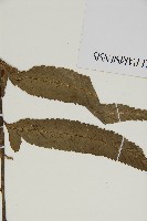 登錄號:P010024藏品圖，第5張