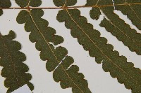 登錄號:P010026藏品圖，第4張