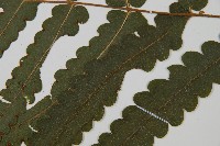 登錄號:P010026藏品圖，第5張