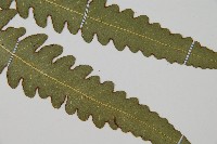 登錄號:P010028藏品圖，第3張