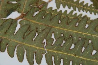 登錄號:P010028藏品圖，第4張