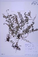 登錄號:P010030藏品圖，第1張