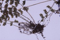 登錄號:P010030藏品圖，第3張