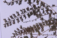 登錄號:P010030藏品圖，第4張