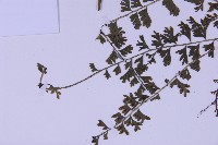 登錄號:P010030藏品圖，第5張