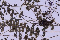 登錄號:P010030藏品圖，第6張