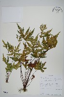 登錄號:P010031藏品圖，第1張