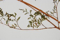 登錄號:P010032藏品圖，第3張