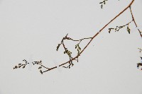 登錄號:P010032藏品圖，第5張