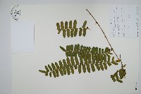 藤蕨藏品圖，第1張