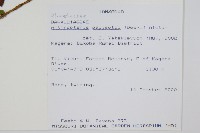 藤蕨藏品圖，第2張