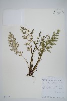 登錄號:P010035藏品圖，第1張