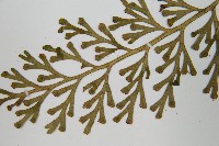 登錄號:P010035藏品圖，第5張