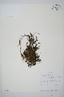 登錄號:P010036藏品圖，第1張