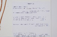 登錄號:P010037藏品圖，第2張