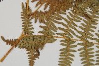 蕨藏品圖，第4張