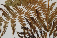 蕨藏品圖，第5張