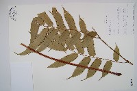 登錄號:P010039藏品圖，第1張