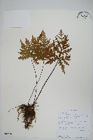 登錄號:P010040藏品圖，第1張