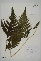 登錄號:P010042藏品圖，第1張