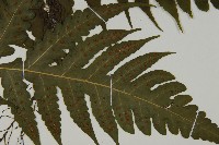 登錄號:P010042藏品圖，第3張