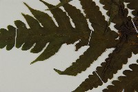 登錄號:P010042藏品圖，第4張