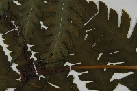 登錄號:P010042藏品圖，第5張