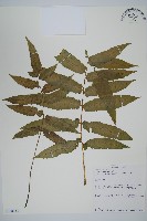 登錄號:P010044藏品圖，第1張