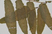 登錄號:P010044藏品圖，第3張