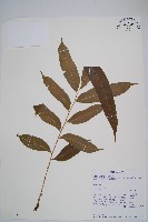 登錄號:P010045藏品圖，第1張
