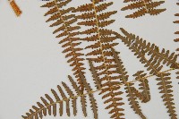 蕨藏品圖，第7張