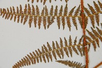 蕨藏品圖，第8張