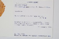 三角鹿角蕨藏品圖，第2張