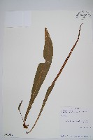 登錄號:P010051藏品圖，第1張