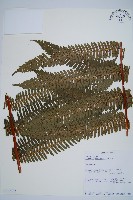 登錄號:P010052藏品圖，第1張