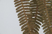 登錄號:P010052藏品圖，第5張