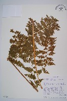 熱帶鱗蓋蕨藏品圖，第1張