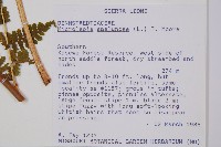 熱帶鱗蓋蕨藏品圖，第2張