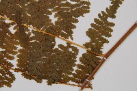 熱帶鱗蓋蕨藏品圖，第3張