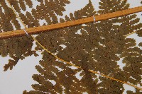 熱帶鱗蓋蕨藏品圖，第4張