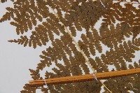 熱帶鱗蓋蕨藏品圖，第5張