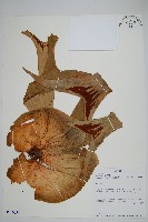 三角鹿角蕨藏品圖，第1張