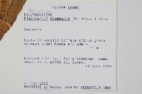 三角鹿角蕨藏品圖，第2張