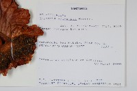 登錄號:P010055藏品圖，第2張