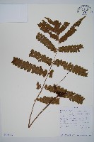 登錄號:P010056藏品圖，第1張