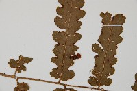 登錄號:P010056藏品圖，第4張