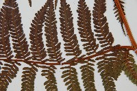 登錄號:P010057藏品圖，第3張