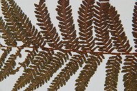 登錄號:P010057藏品圖，第4張