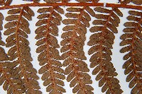 登錄號:P010057藏品圖，第5張